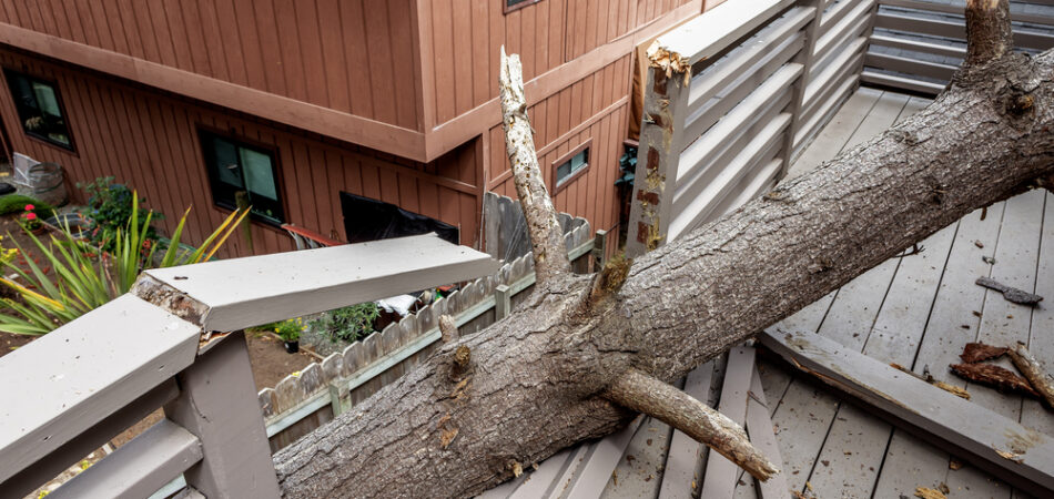 Drought,and,gravity,causes,a,dead,pot,pine,tree,to