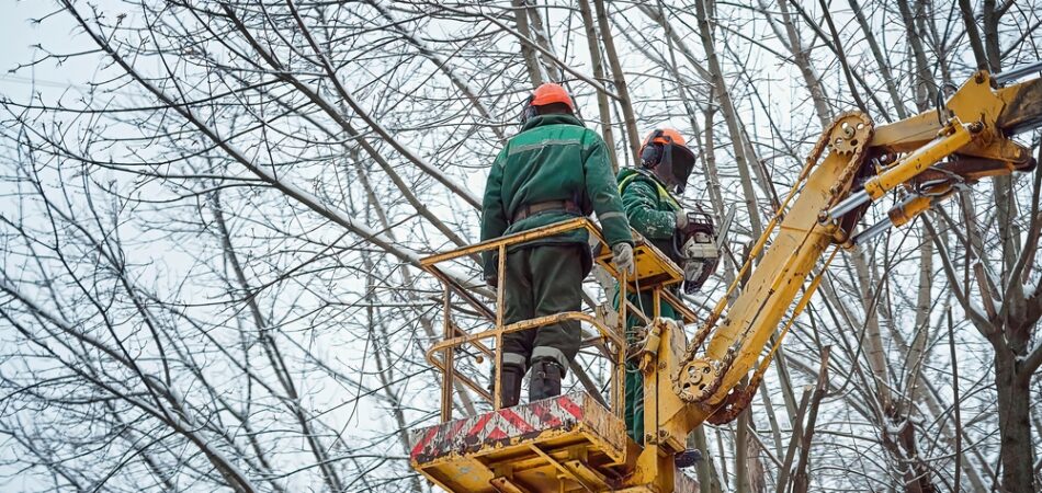 Worker,with,chainsaw,at,height,cutting,dangerous,dead,branches,in