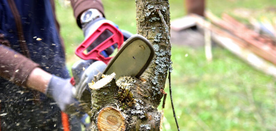 Professional,gardener,cuts,branches,on,a,old,tree,,with,using