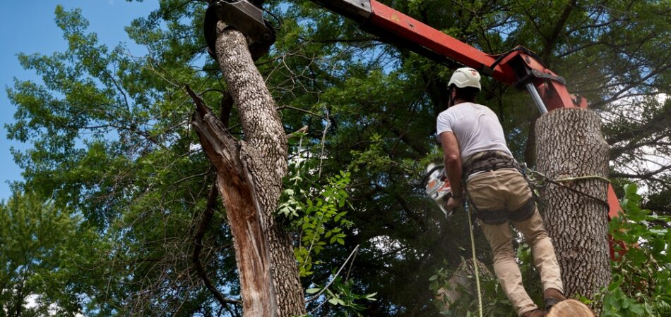 Arborist,and,truck,crane,working,together,to,remove,a,diseased