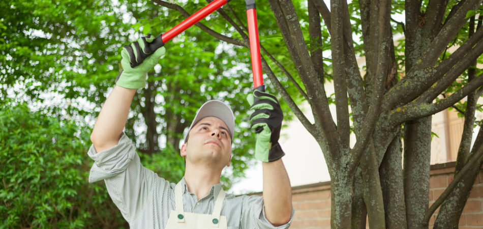 Professional,gardener,pruning,a,tree