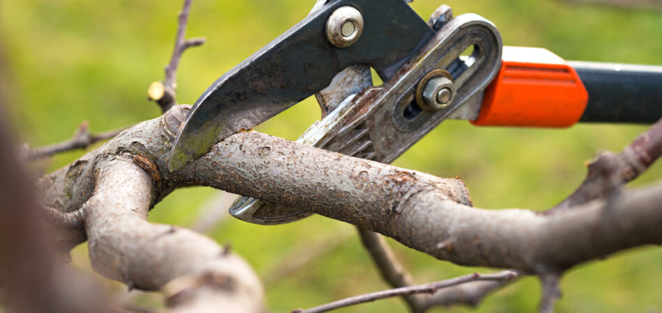 Gardener,pruning,fruit,trees,with,pruning,shears