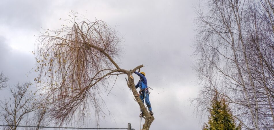 Professional,cutting,a,large,willow,branch,,tree,felling,and,removal.