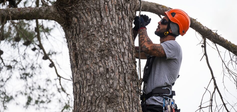 Skilled,arborist,performing,tree,pruning,using,rope,access,techniques,,ensuring