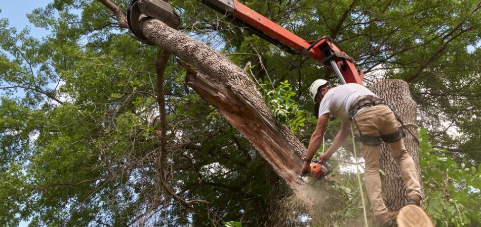 Tree,removal,specialist,taking,down,a,diseased,tree,in,an