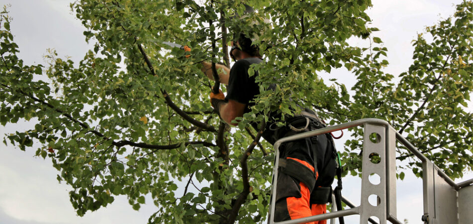 Tree,cutting,,tree,care