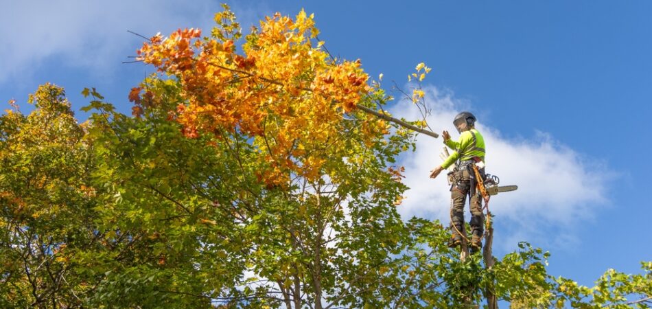 Professional,arborist,in,safety,gear,climbs,a,maple,tree,with