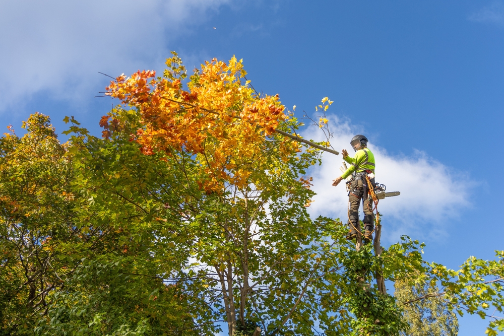 Best Tree Trimming Times by Species on Long Island: Oaks, Pines ...