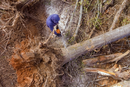 Tree Removal